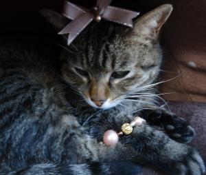 Happy Cat's Day!クイズ｜「ミルフルーリスト」　（愛知県刈谷市の花キューピット加盟店 花屋）のブログ